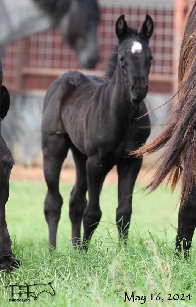 Miss Black Socks MA's 2024 Black or Blue Filly
